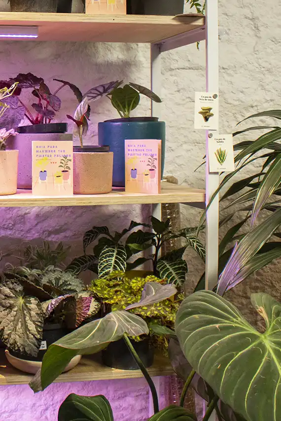 Cómo cuidar plantas de apartamento: guía práctica y sencilla