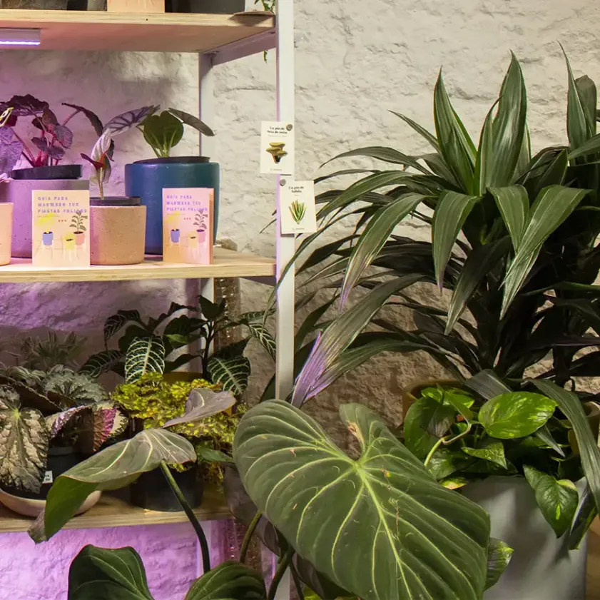 Cómo cuidar plantas de apartamento: guía práctica y sencilla