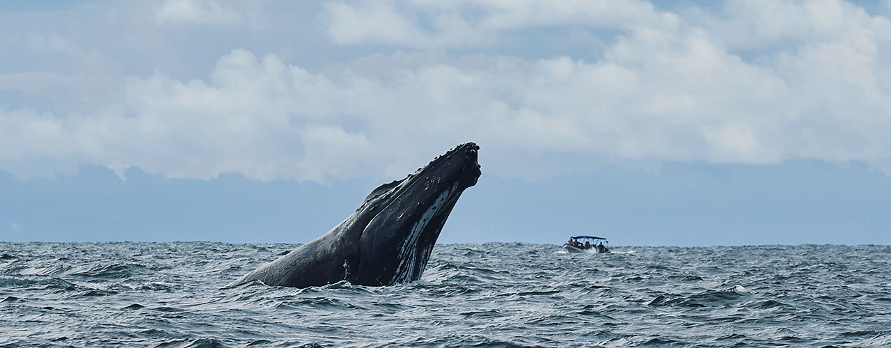 Vinilos infantiles - La ballena reina bajo del mar (*‿*)