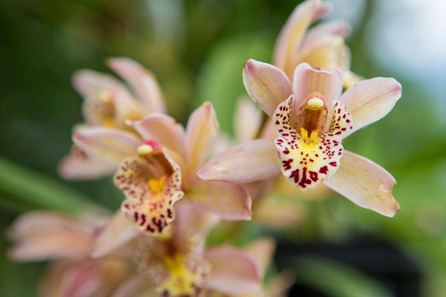 Defensor de orquídeas - Bienestar Colsanitas