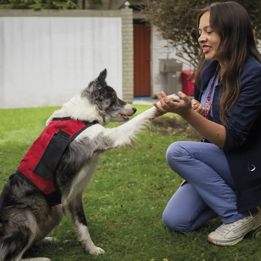 terapia con animales beneficios