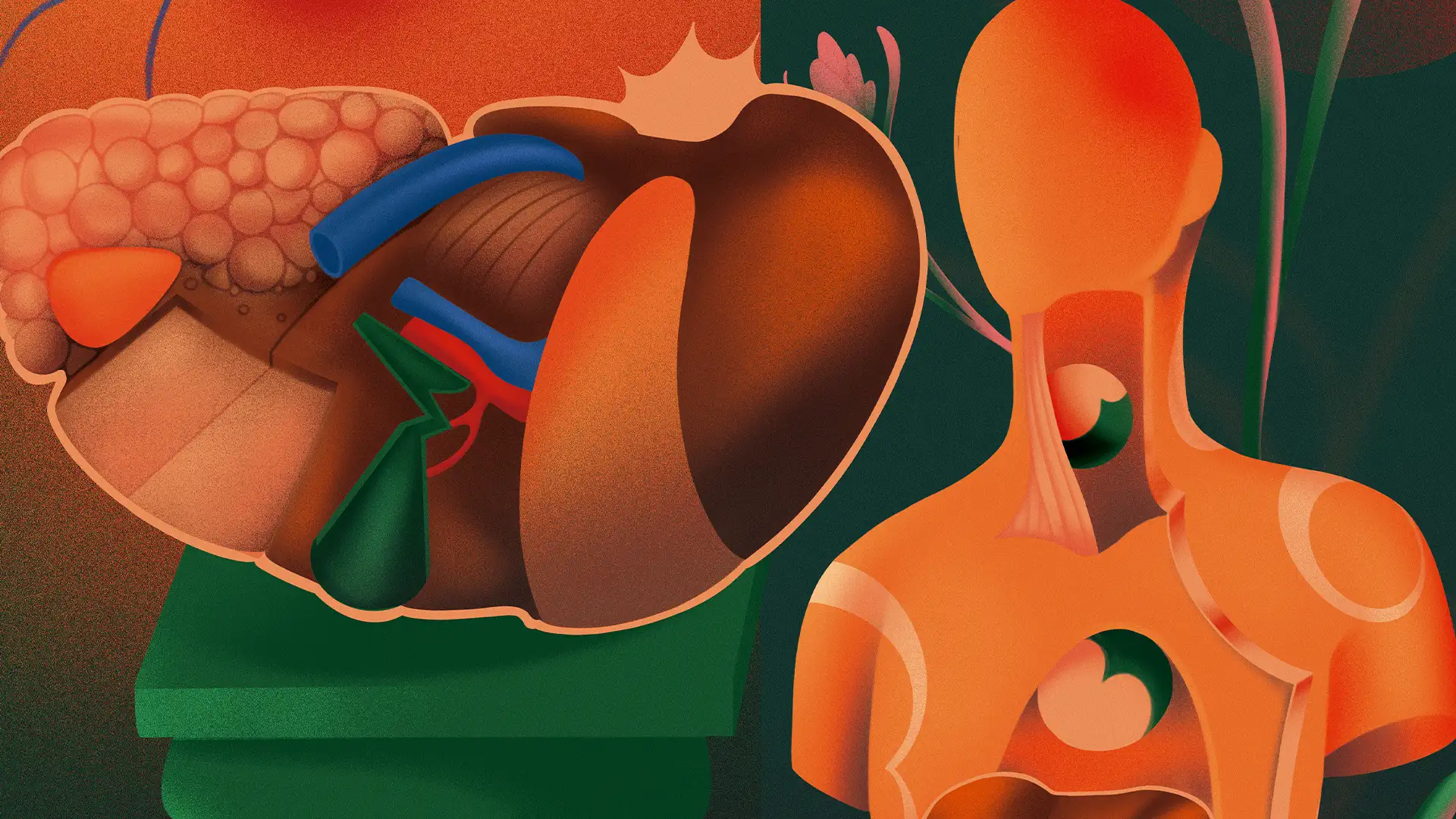 hígado y metabolismo