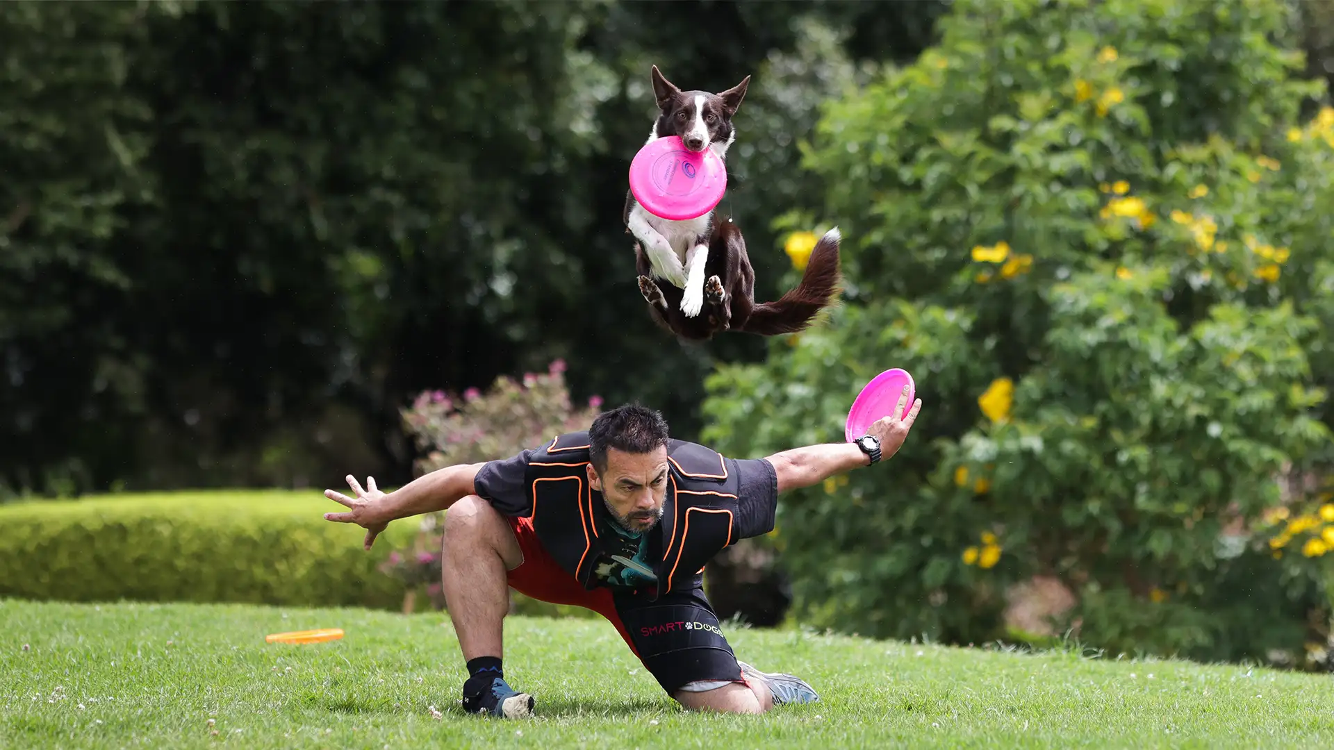 deporte canino