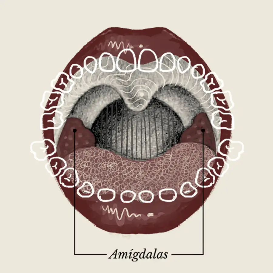amígdalas