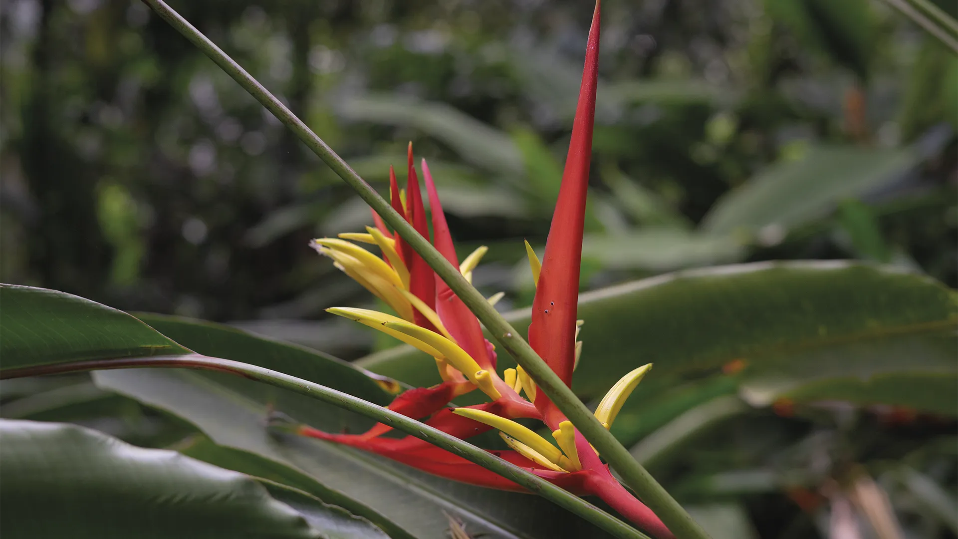 Jardín Botánico