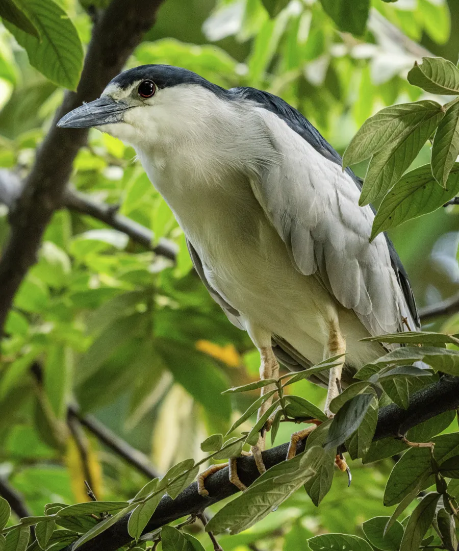 avistamiento de aves