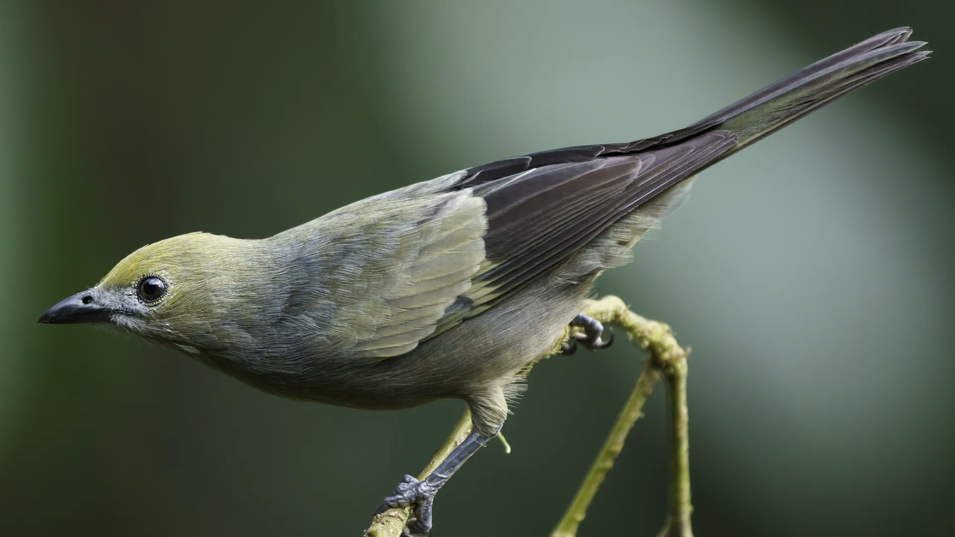 avistamiento de aves