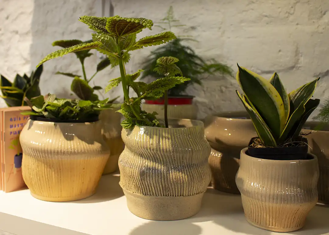 cuidar plantas de apartamento