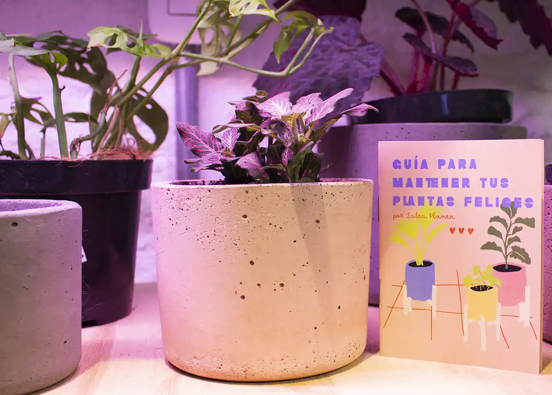 cuidar plantas de apartamento