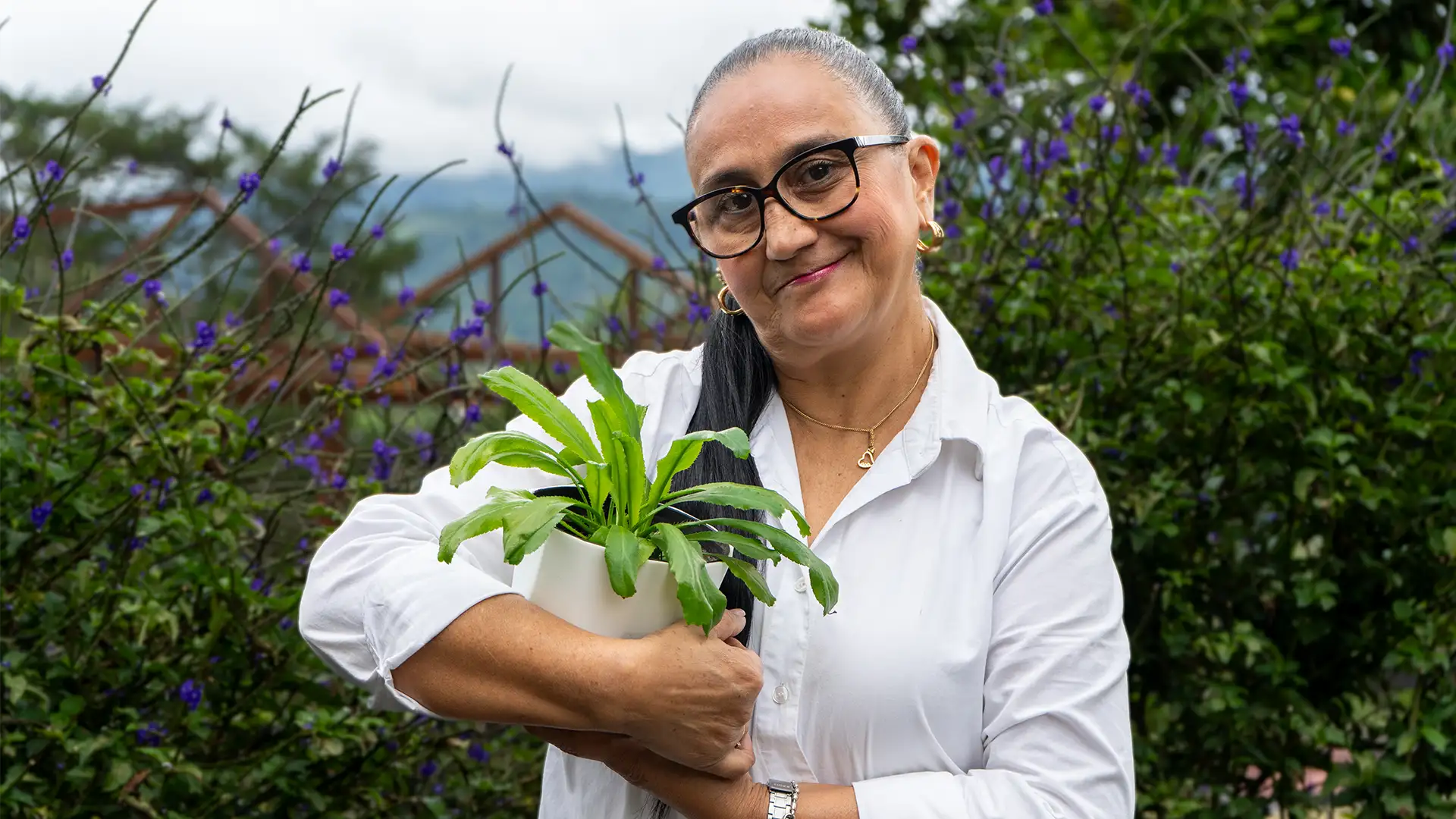 plantas medicinales