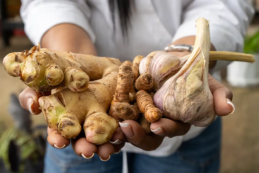 plantas medicinales