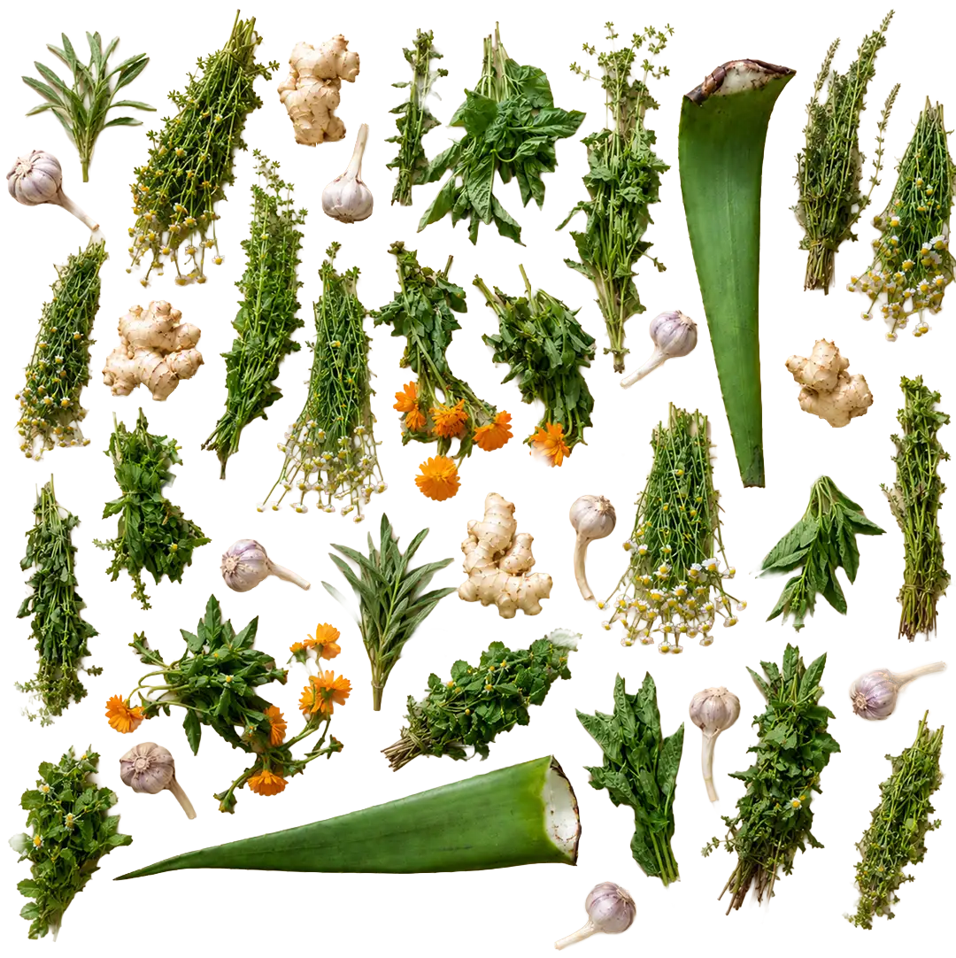 plantas medicinales