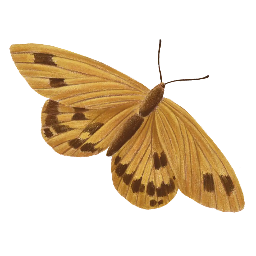 plantas y bienestar emocional