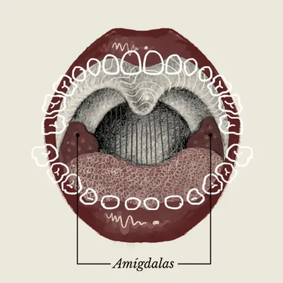 amígdalas