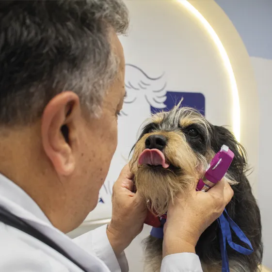 Médicos veterinarios