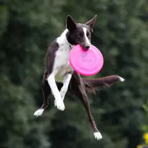 deporte canino