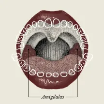 amígdalas