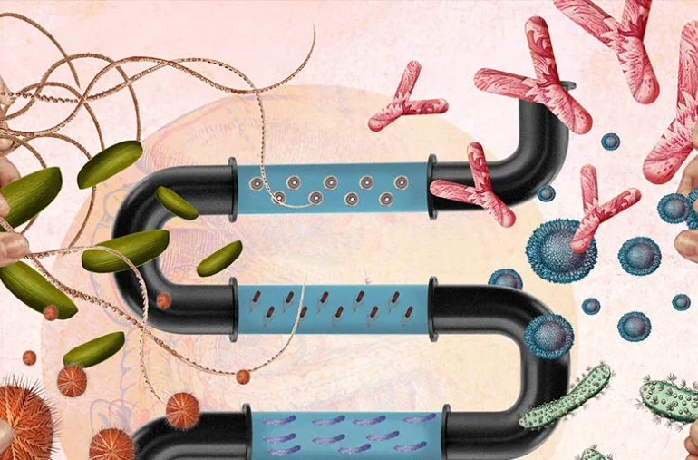 microbiota