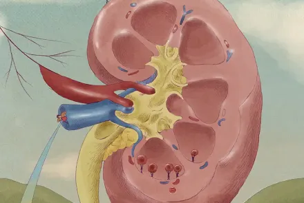 Riñones guardianes de la salud