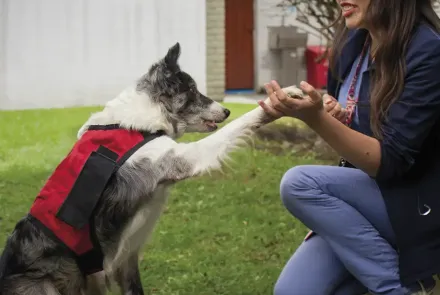 terapia con animales beneficios