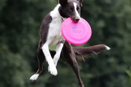deporte canino