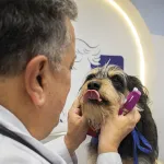 Médicos veterinarios